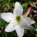 Atamasco Lily
